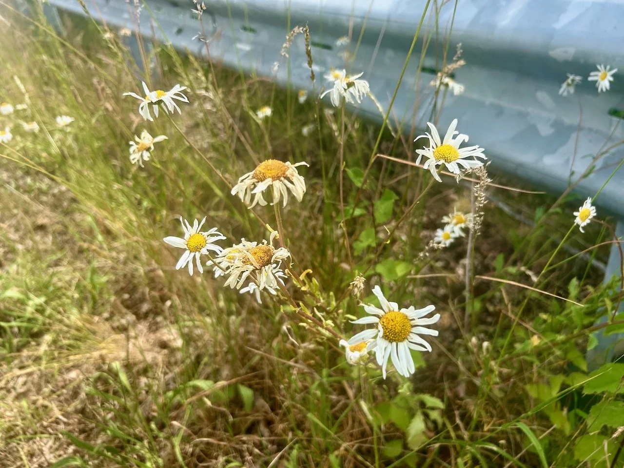 DAISIES FRESH AND IN DECLINE ON THE ROADSIDE
