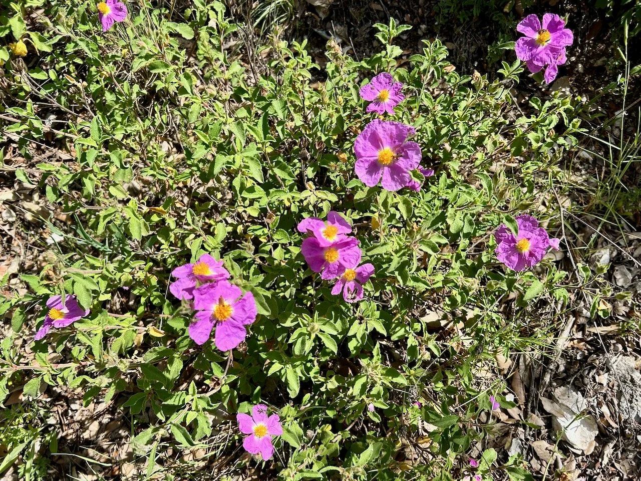 A pink cistus bush in flower