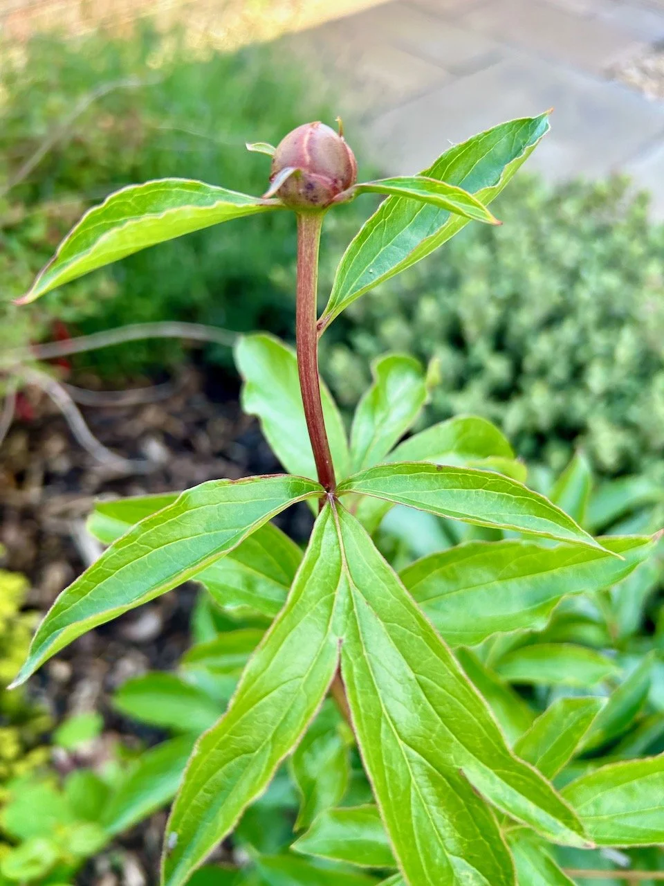 A single tightly balled bud on one of the peonies I brought from London