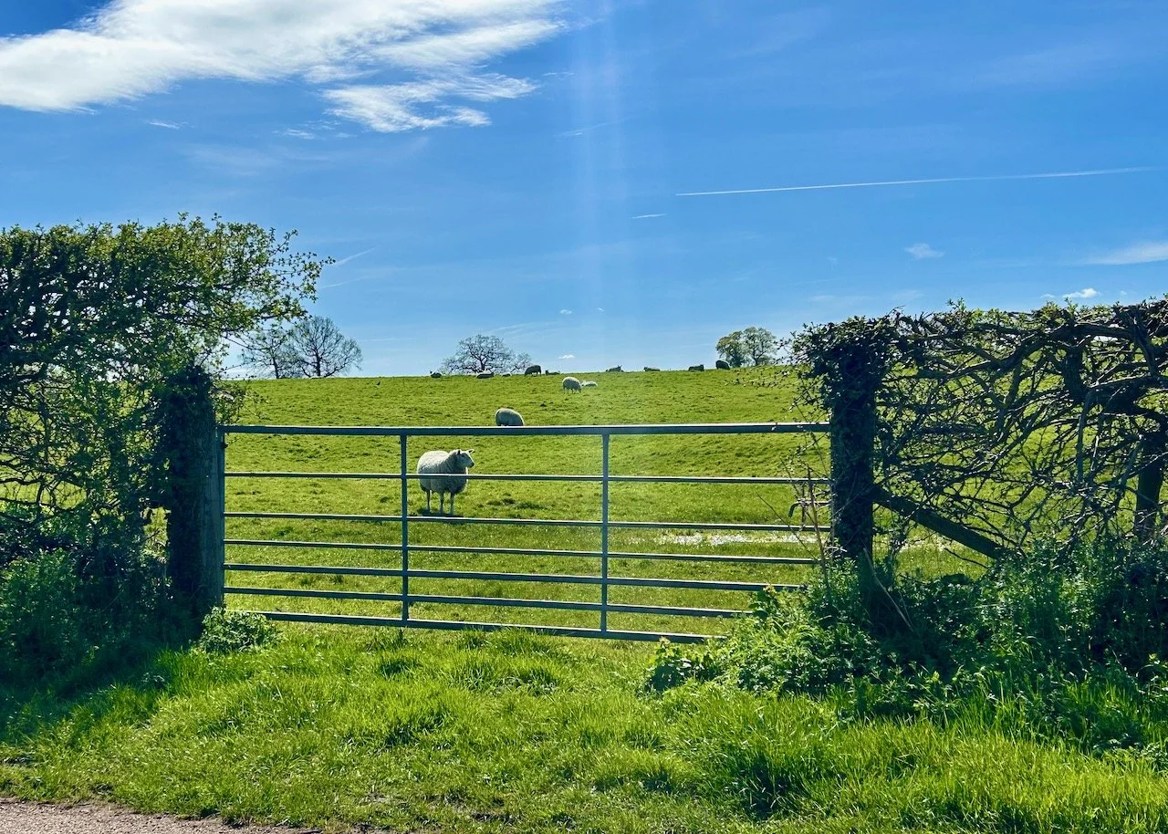 Looking through a metal barred gate at the sheep behind in the field
