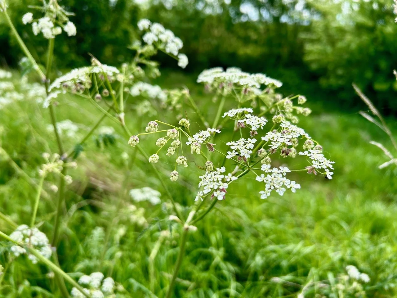 cow parsley in the hedgerows in nottinghamshire