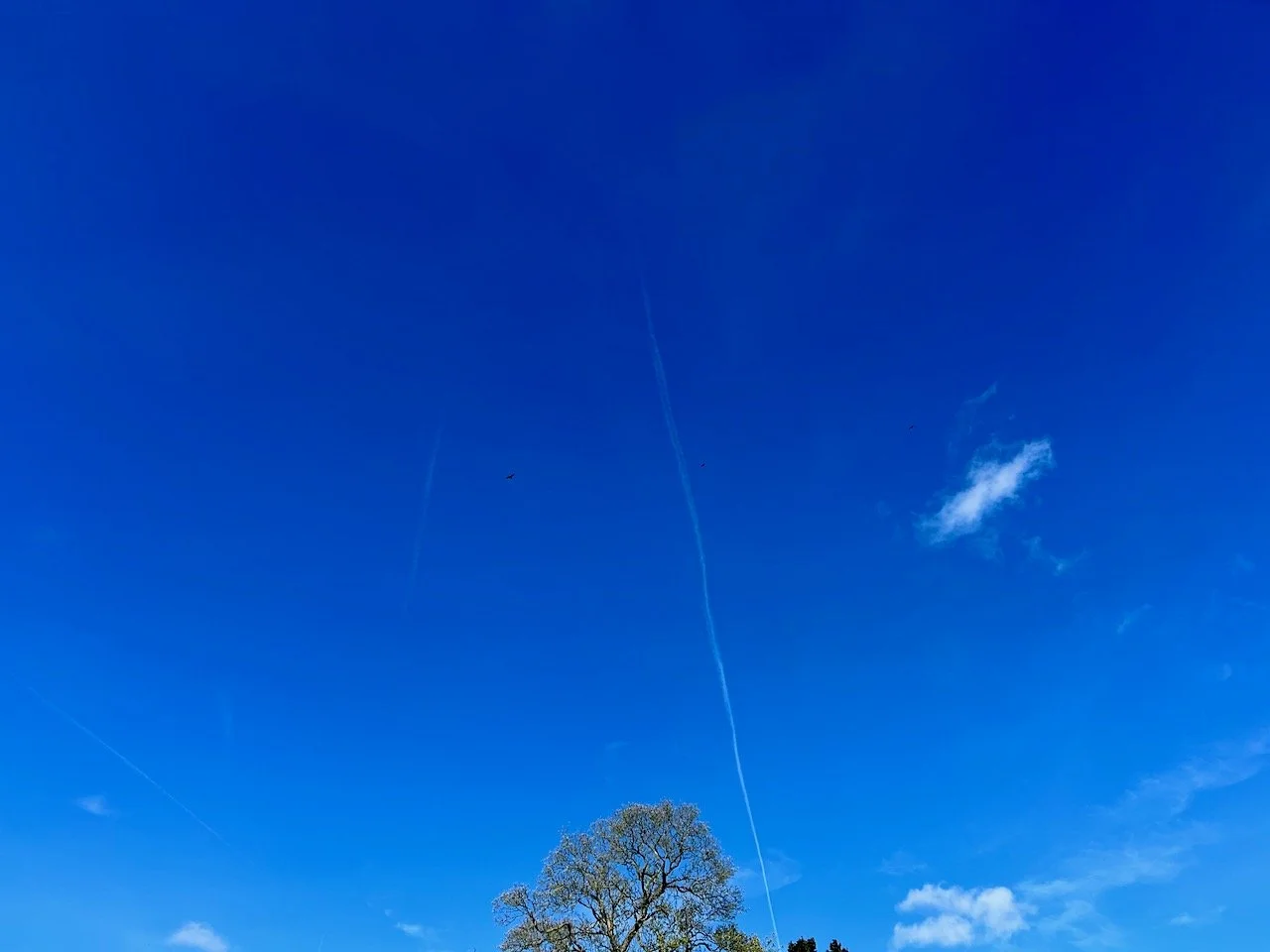 A very blue sky - with a small bird shape to the above left of the tree