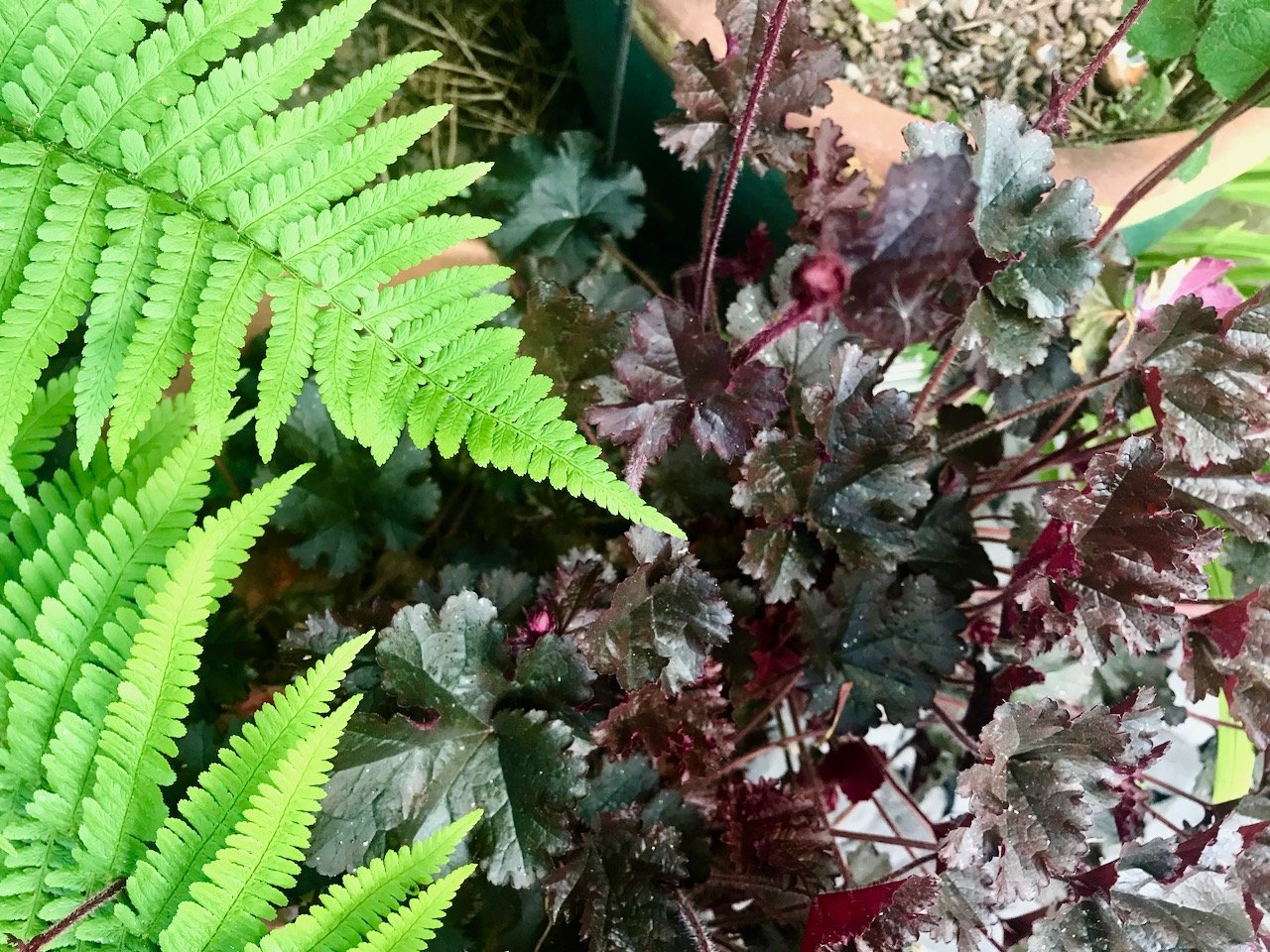 buds starting to form on the dark purple heuchera while the fern tries to get into the photo