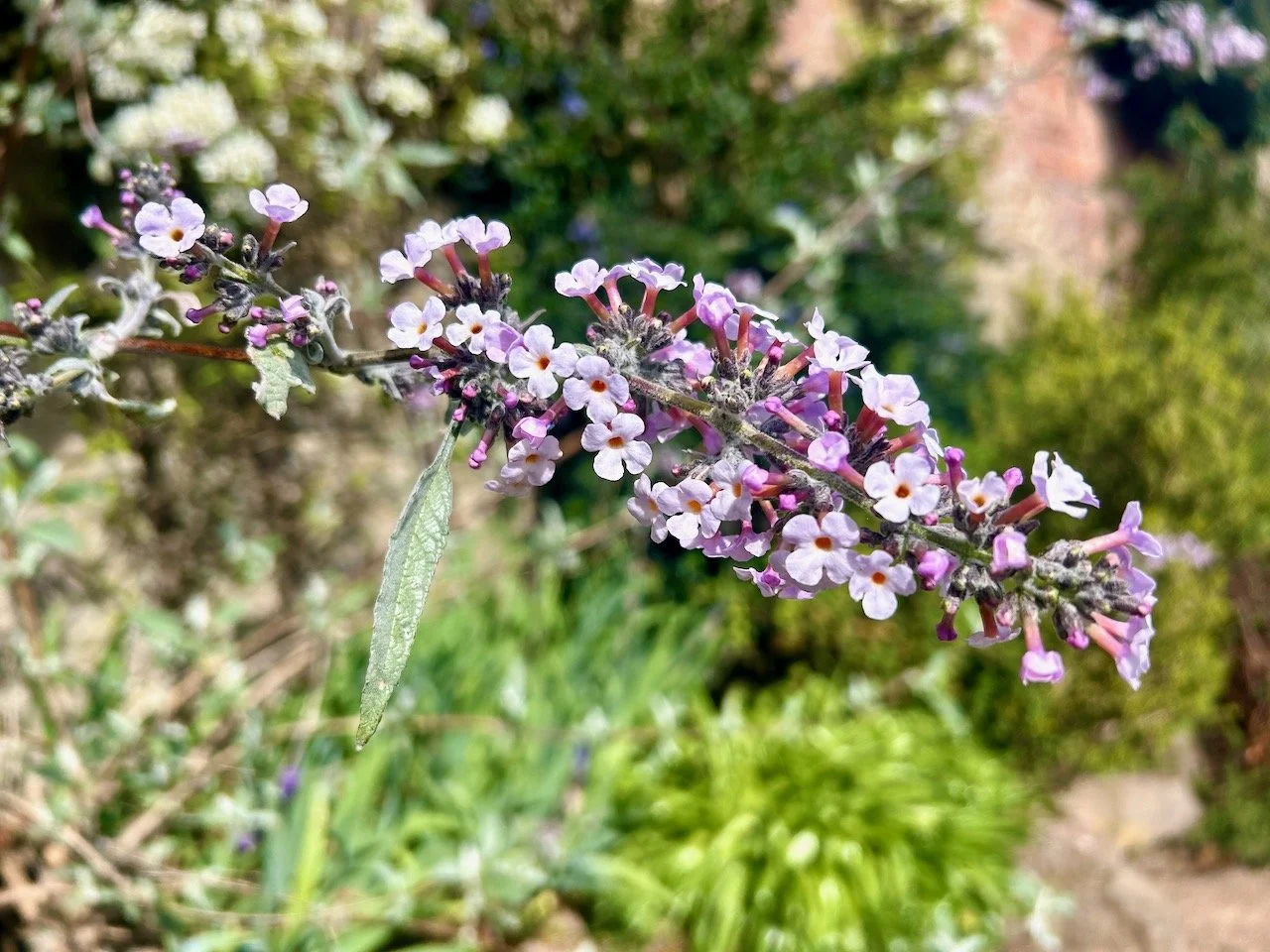 A branch of small tiny pink and purple flowers reaching across the path