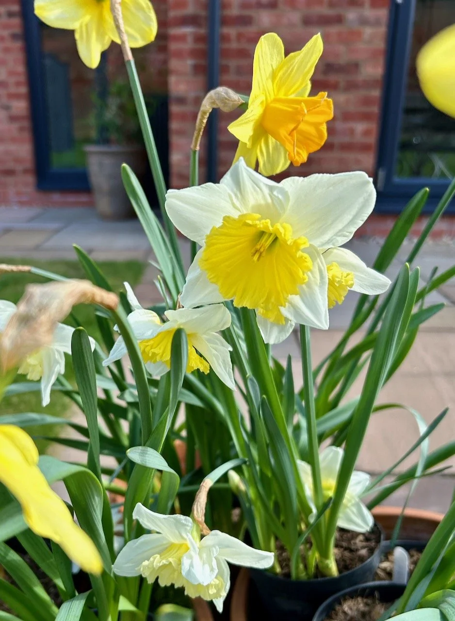 a pot of daffodils flowering - both varieties on show