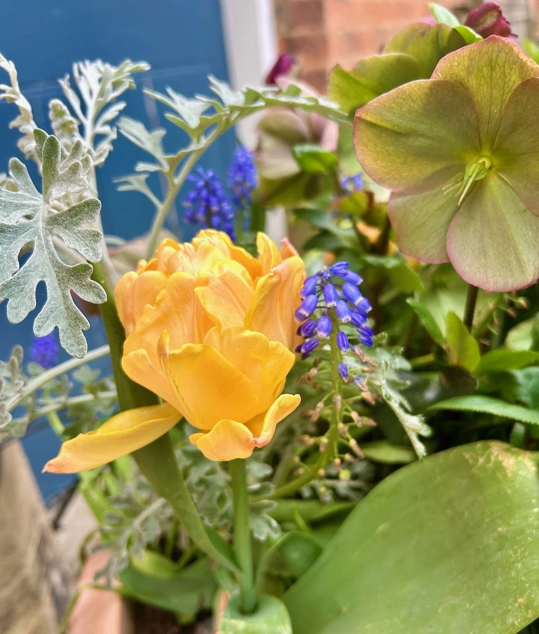 A yellow slightly less frilled tulip in the spring planters
