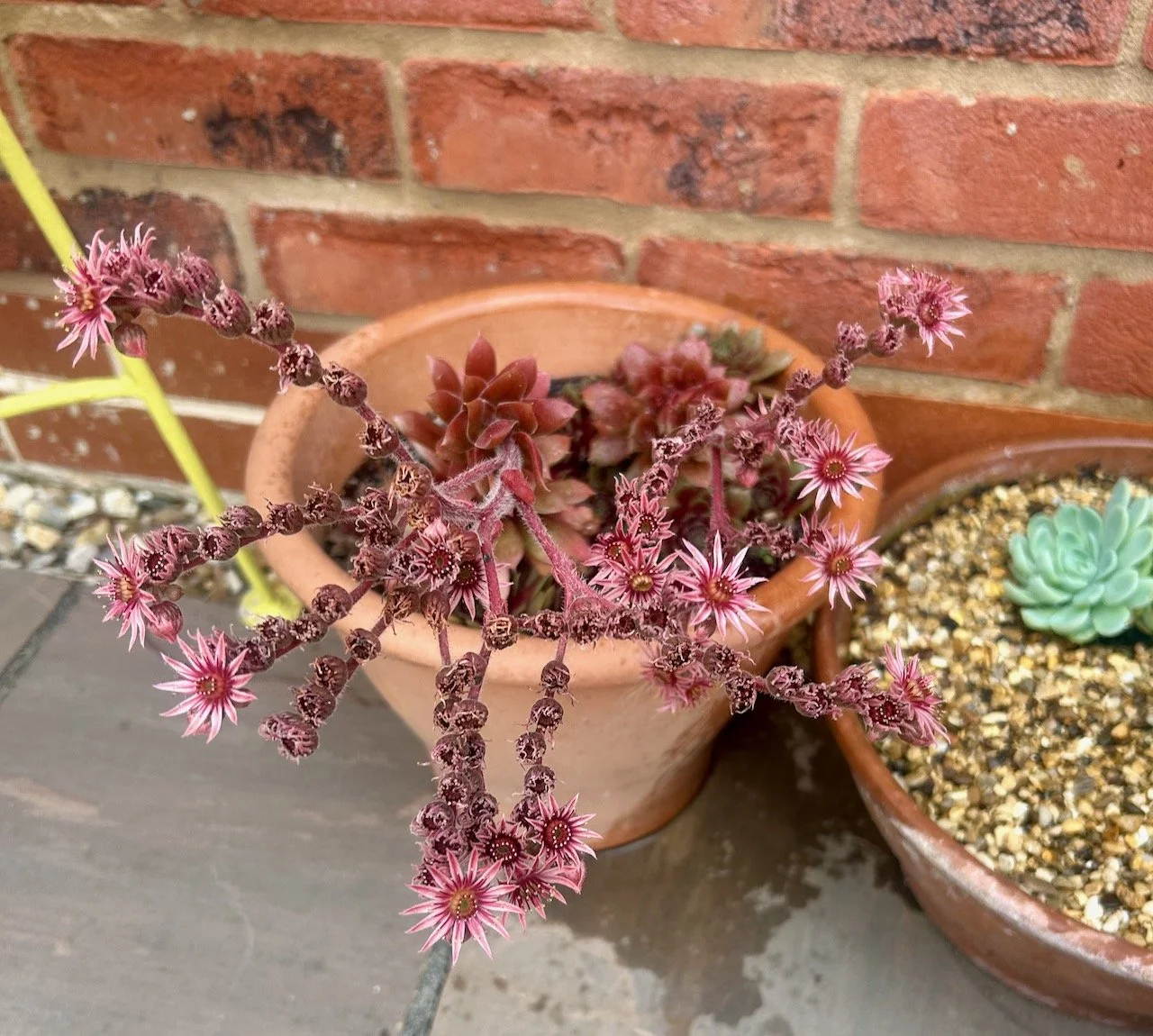 The flowering succulent at its peak flowering