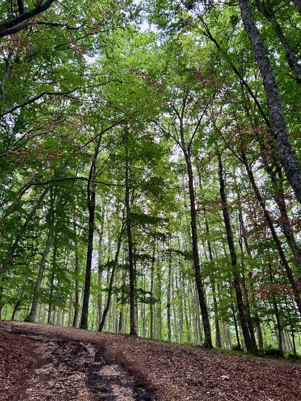 plentiful trees in the forest - tall and thin