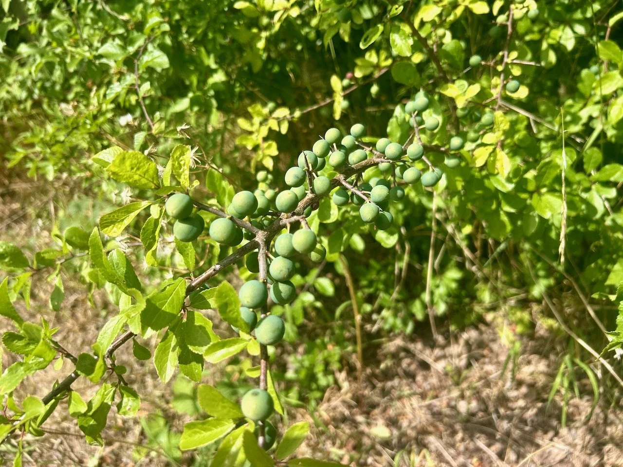 YOUNG SLOES