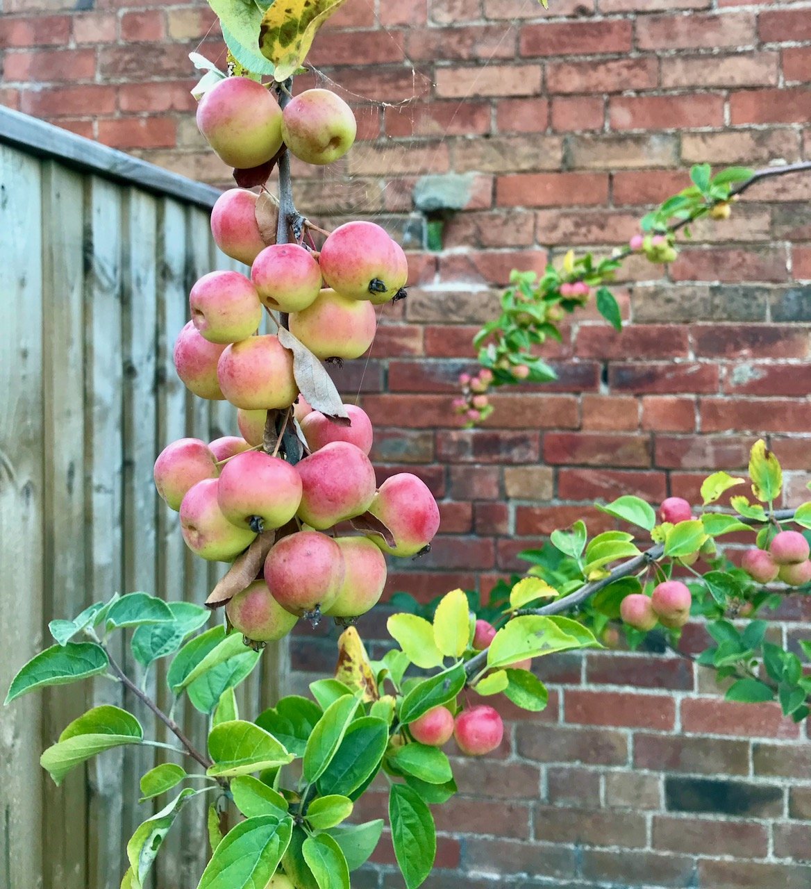 Another branch laden with tiny apples