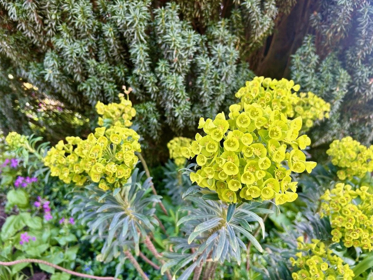 lime green euphorbias bringing their zing