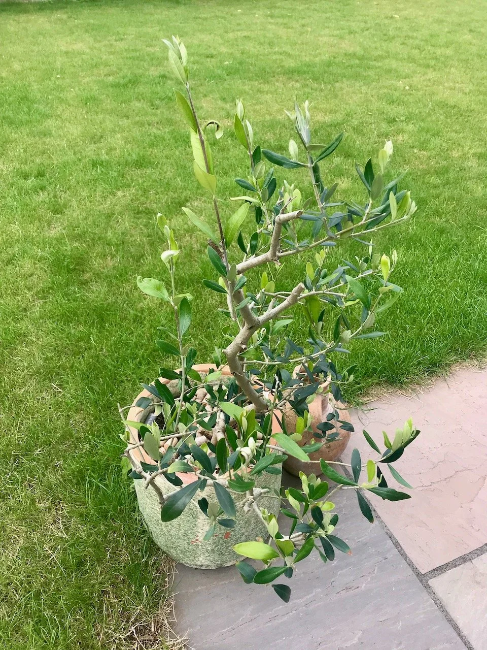 The olive tree in a pot now has sunlight from 360 degrees and is thriving (even more than in this photo)