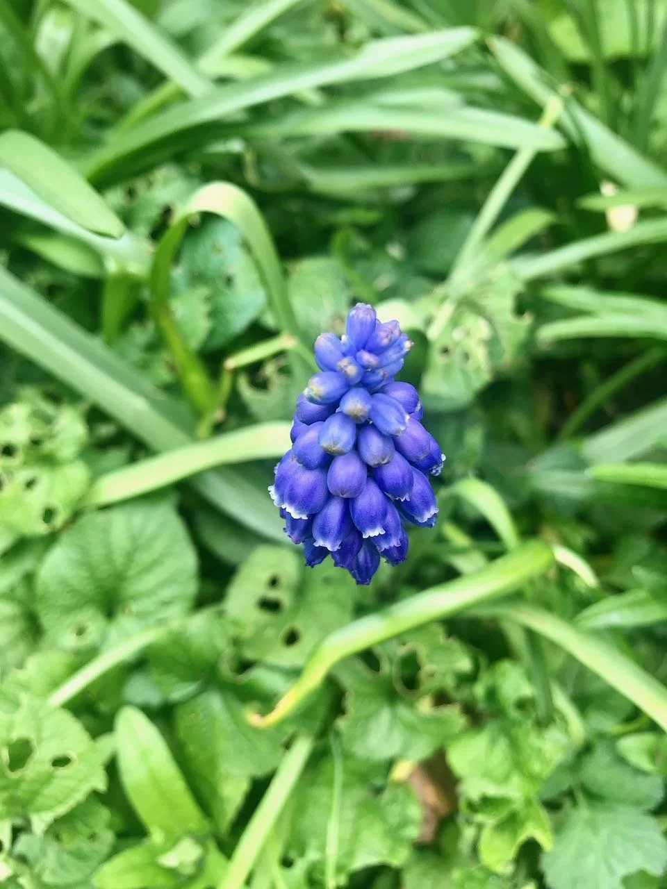 A single muscari in flower in the border - more to come hopefully