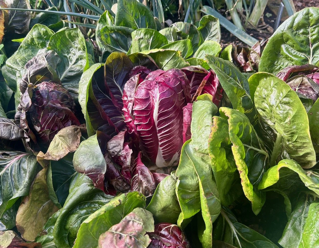 Red chicory growing in the Potager at Scampston Hall