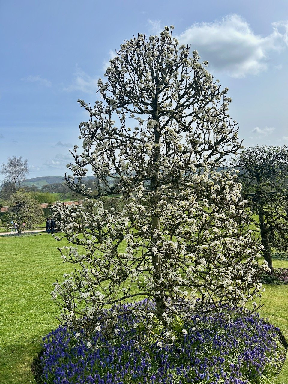 One of the shaped fruit trees at Powis Castle