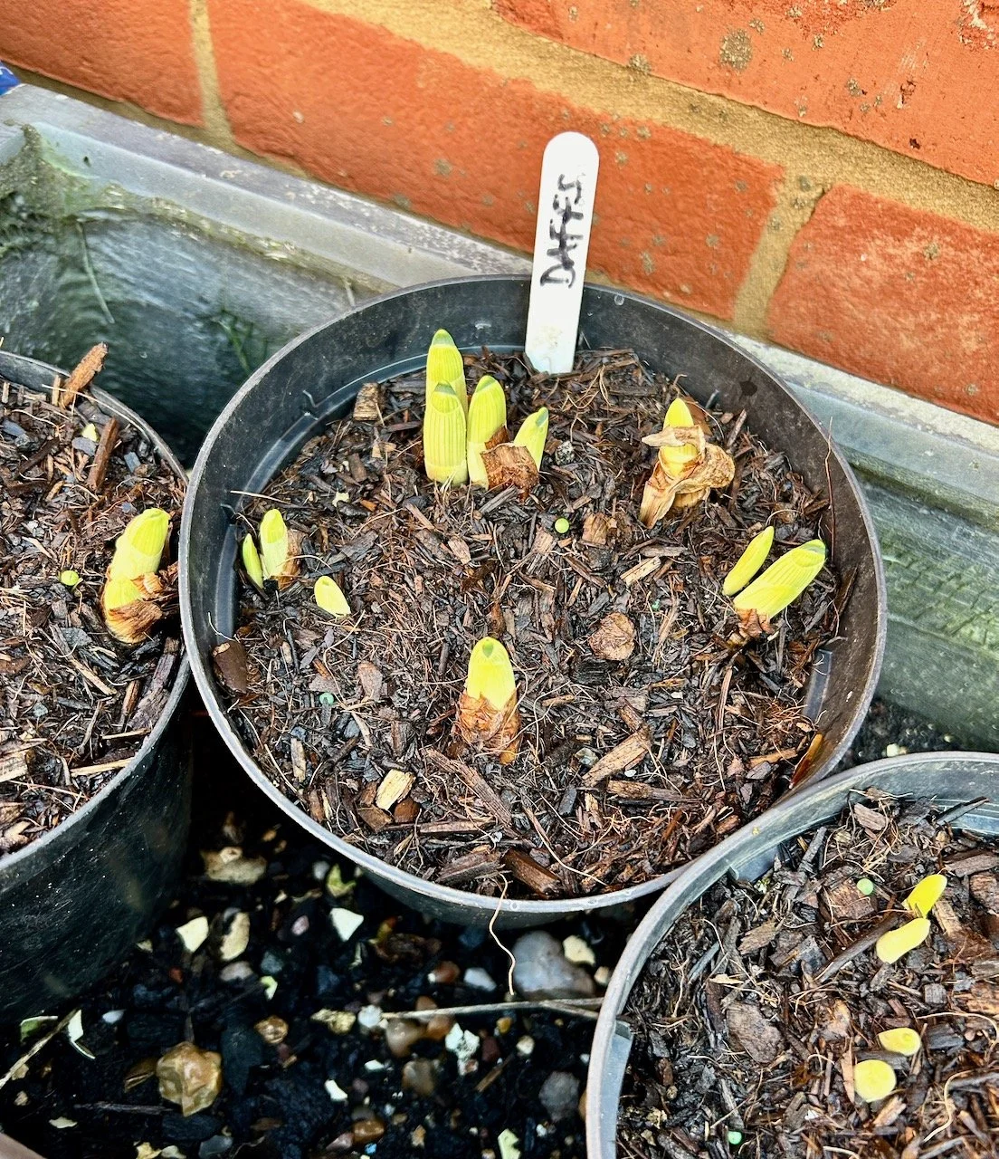 Daffodil shoots poking through the soil in pots
