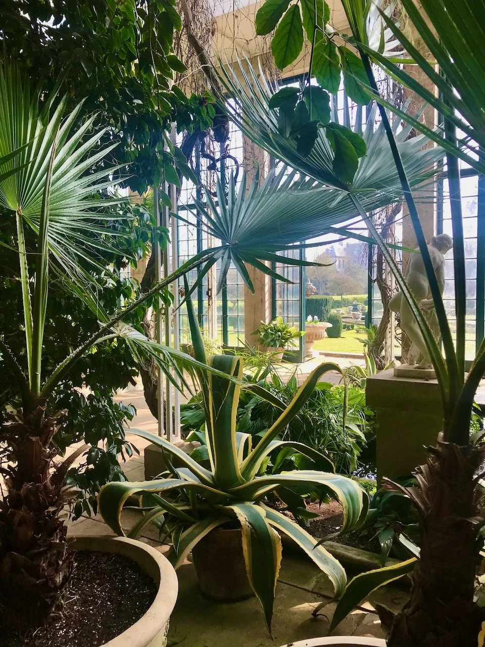 Looking through the ferns and plants to the windows of the Orangery
