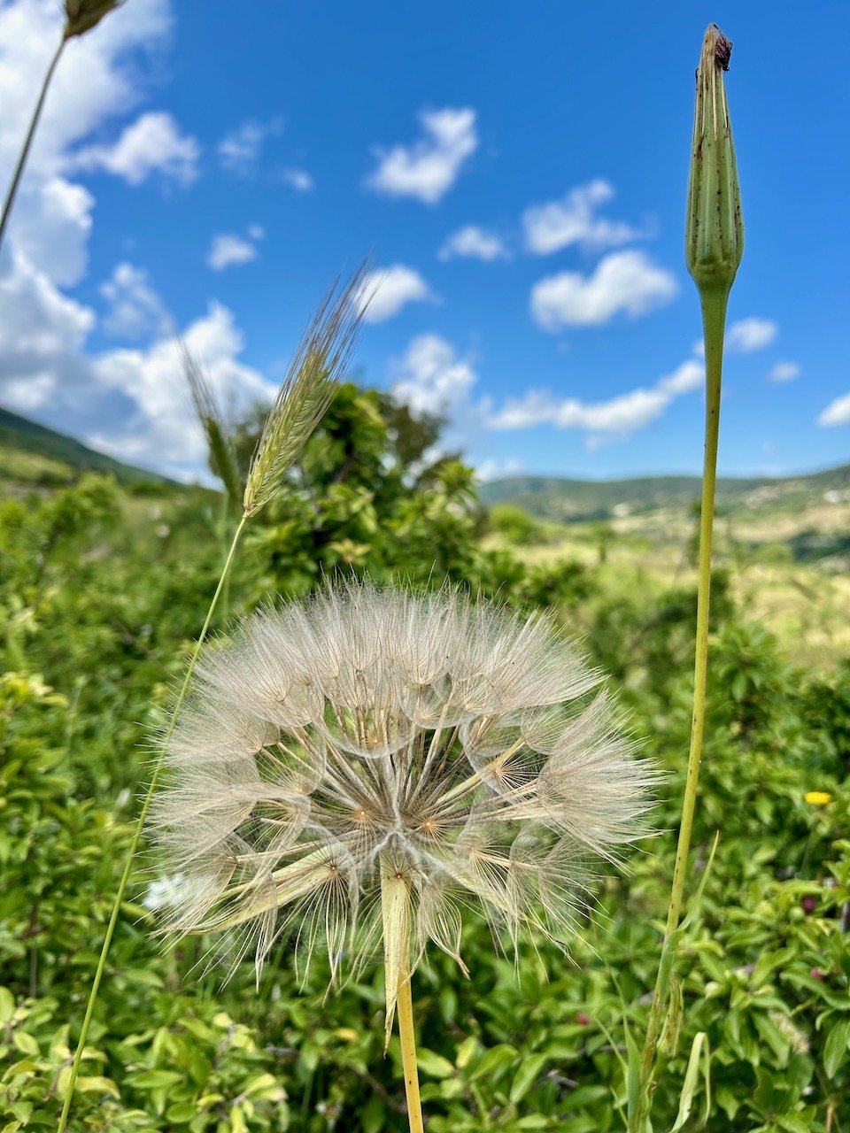 A giant fluffy seedhead with the blue skies beyond