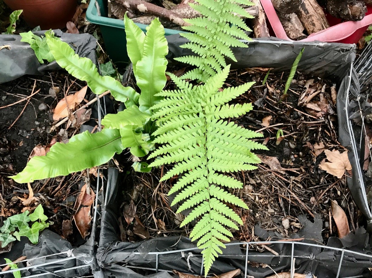 Two types of fern - planted in a lined gabion basket - starting to come back to life