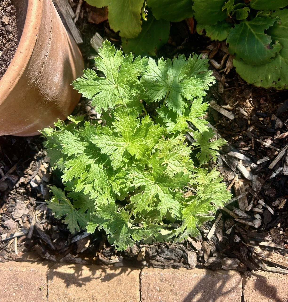 A geranium plant in the sun