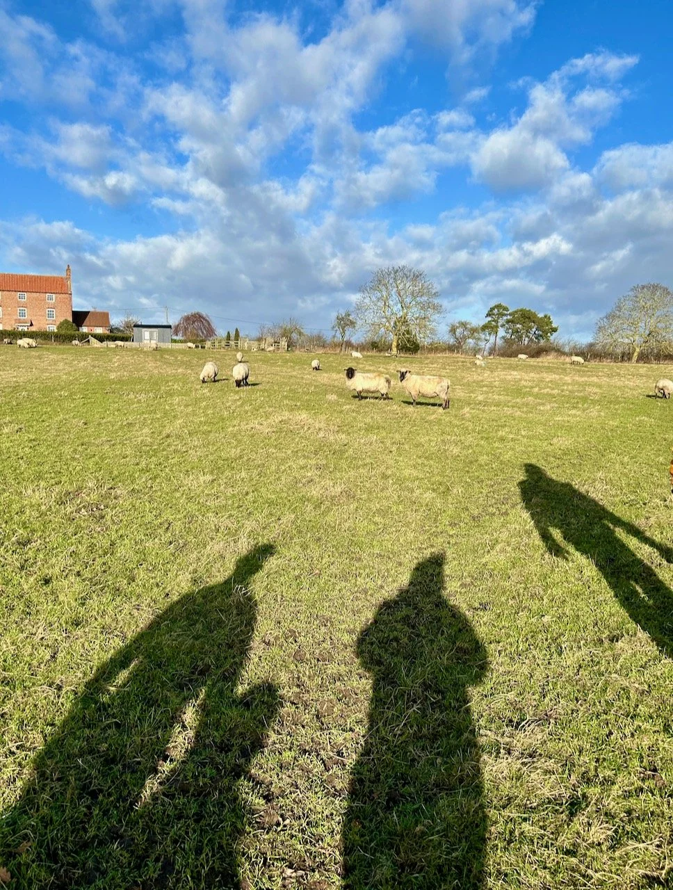 Walking across the field much to the sheep's bemusement (they're staring at us and our shadows)