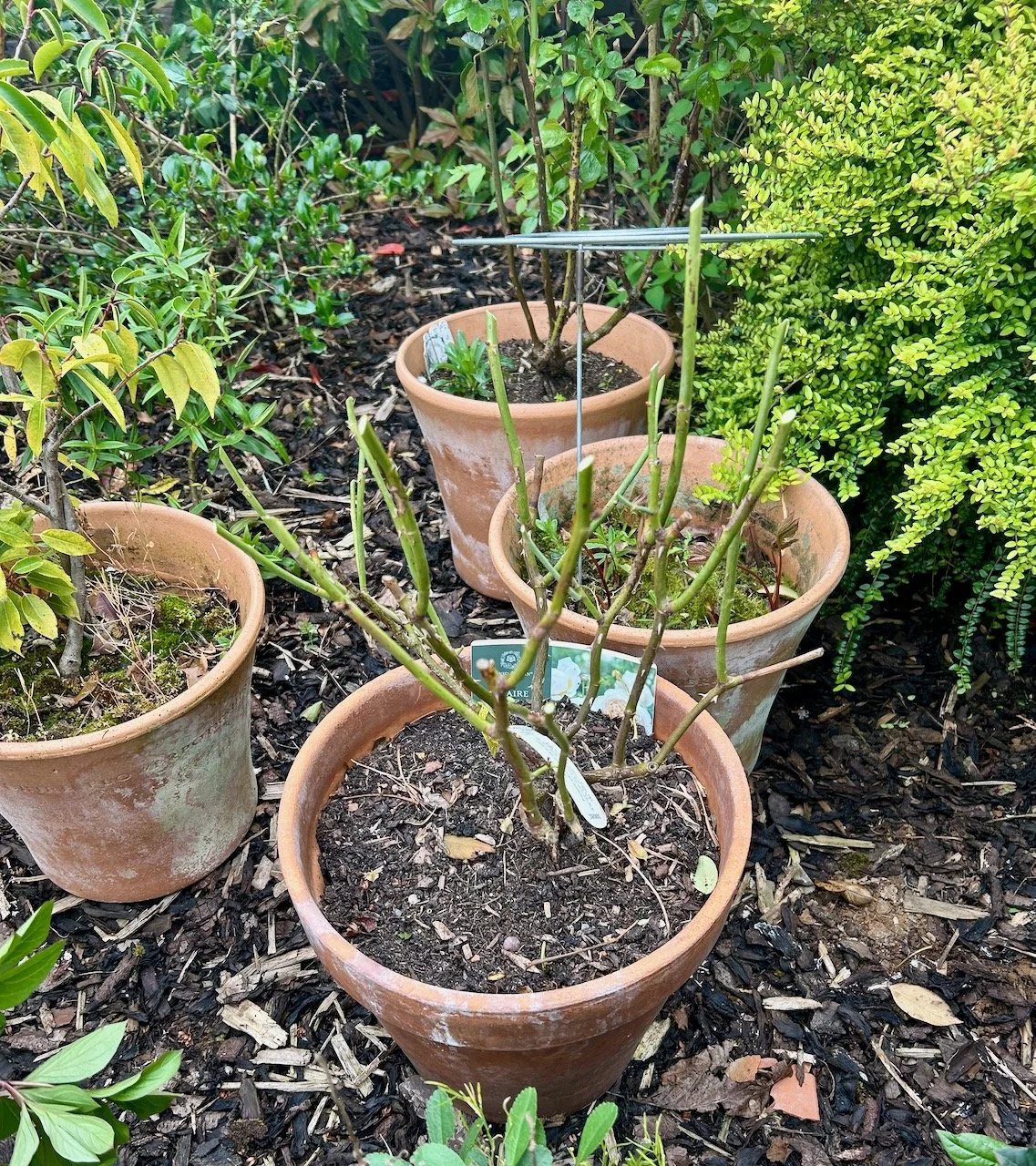 the same rose given a good trim