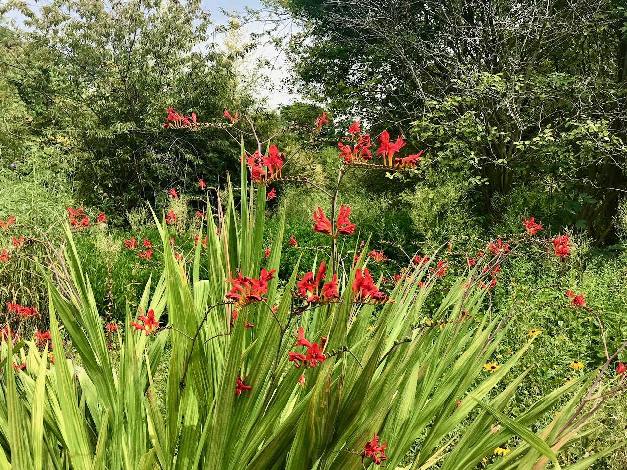 red hot crocosmias