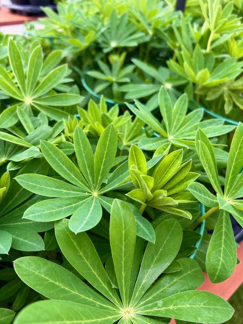 Green lupin leaves filling the picture