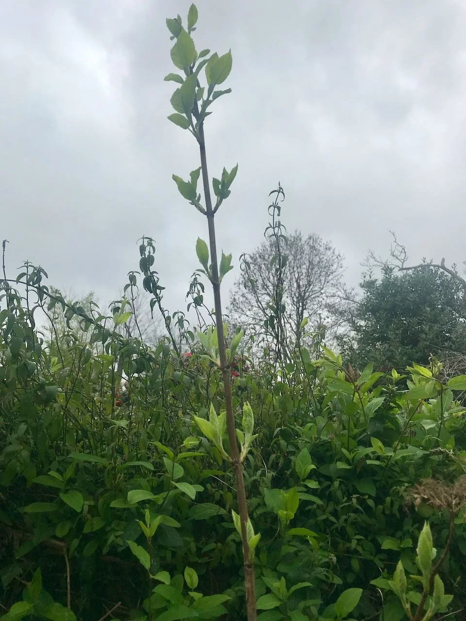 Shooting new growth on the hydrangea (which is in a tall pot, but even so it's sprung up)