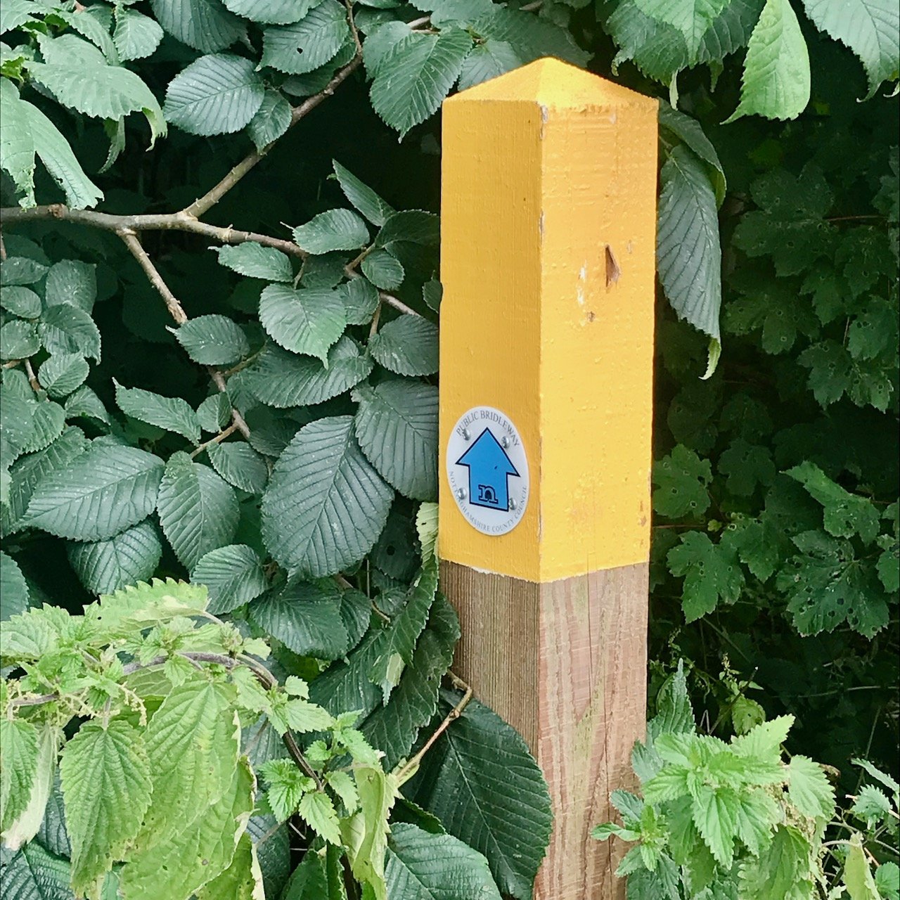 A yellow topped wooden post marking the public bridleway