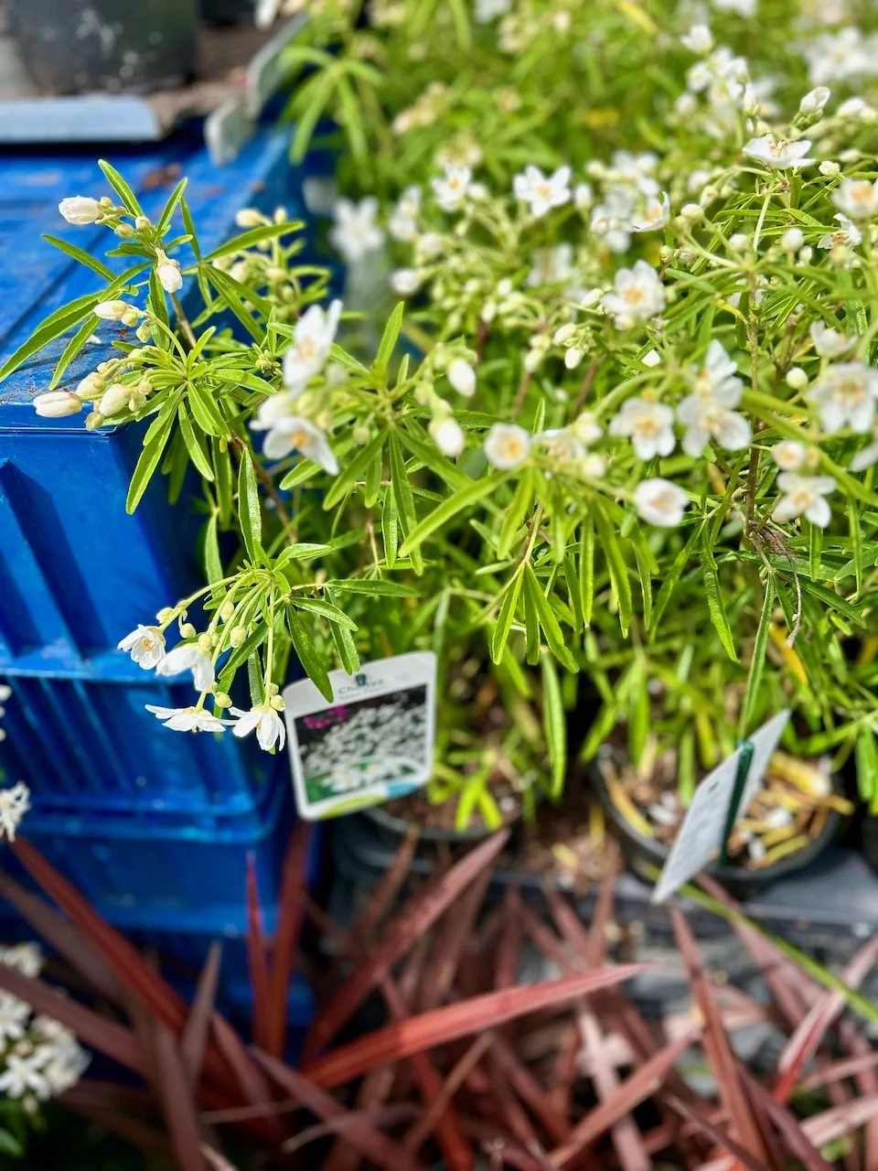 White flowers on a flowering Choisya