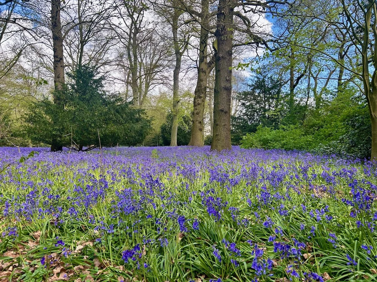 Bluebells in the grounds at Flintham Hall, Nottinghamshire