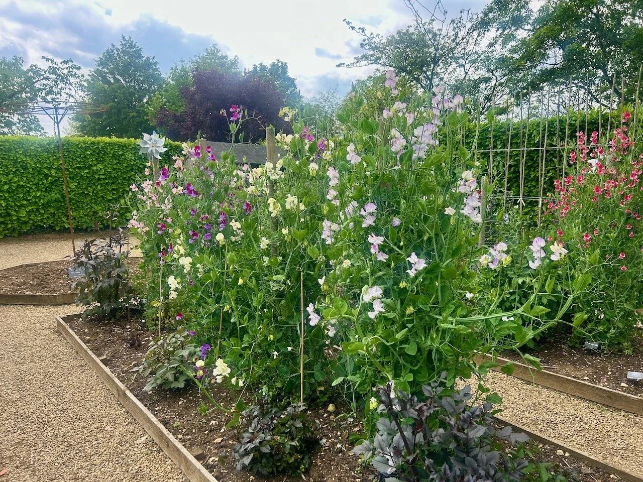 sweet peas and dahlias in the kitchen garden