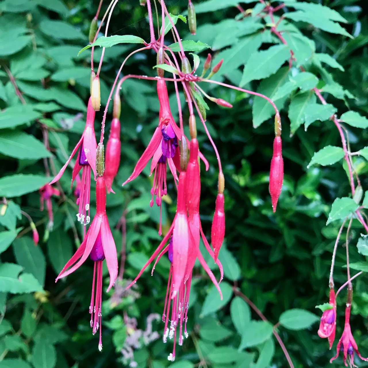 Hardy fuchsias in flower