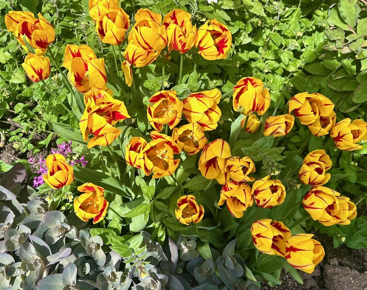 Rich yellow and red striped tulips in a large group