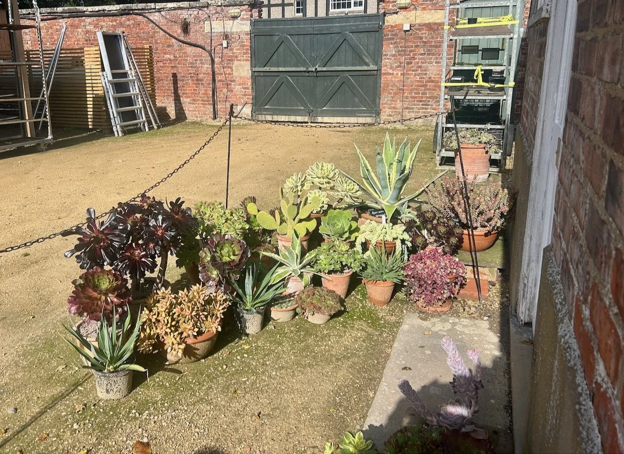 A display of succulents in varying sizes, colours and leaf sizes forming a welcome to the arid house