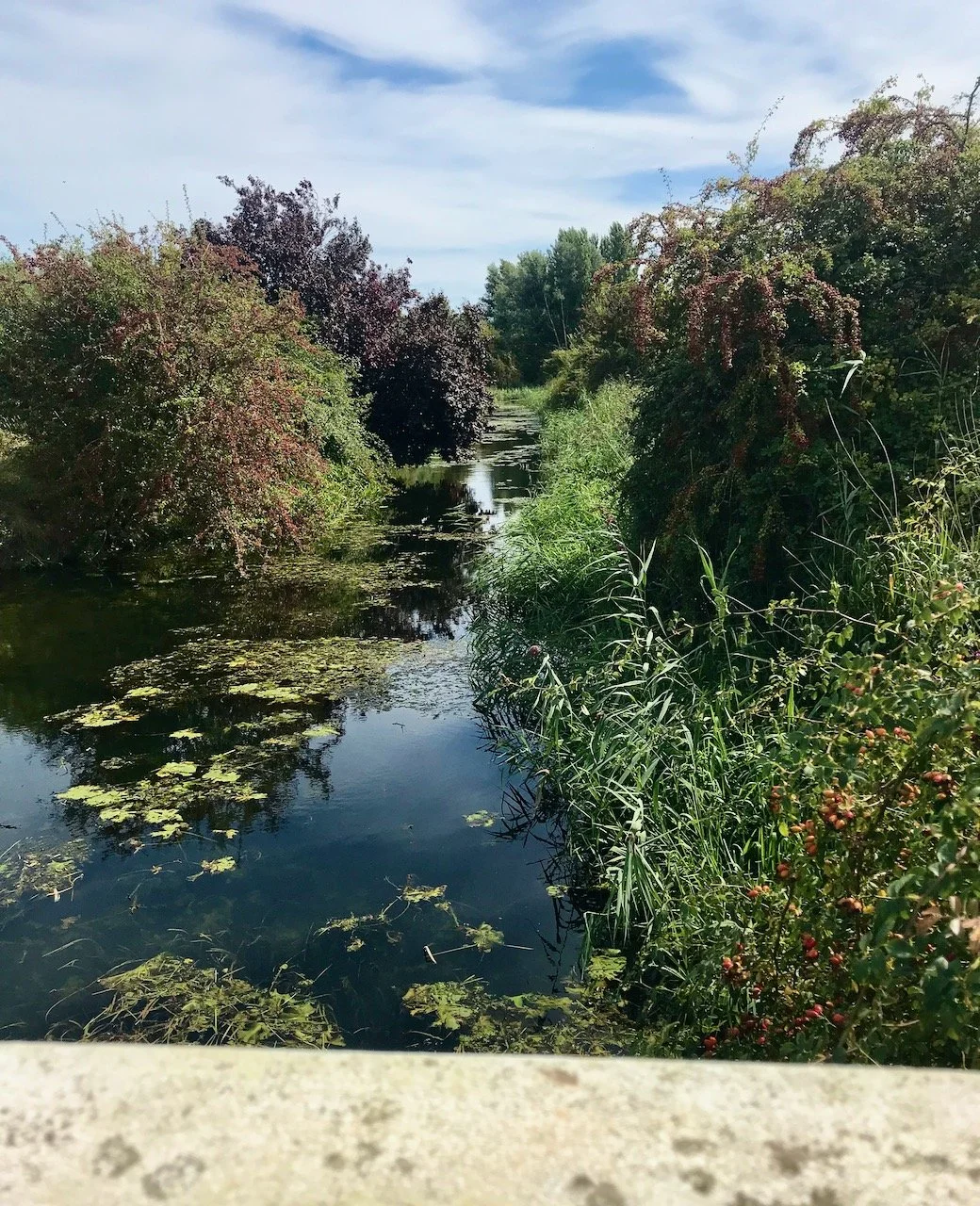 Looking across the water and its plants on either side and in the water, standing on a metal bridge