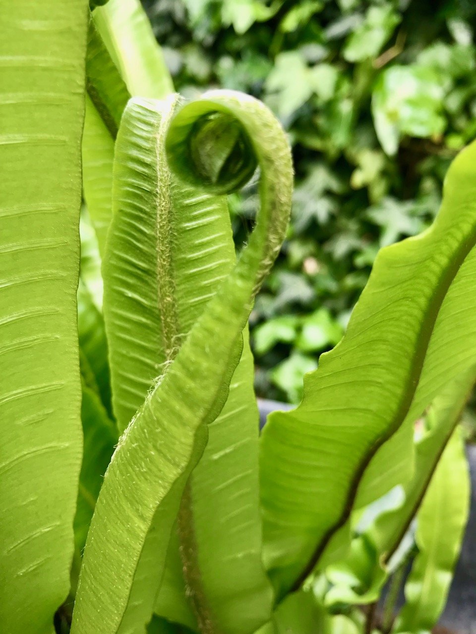 A closer look at one of the ferns as it unfurls its new leaves