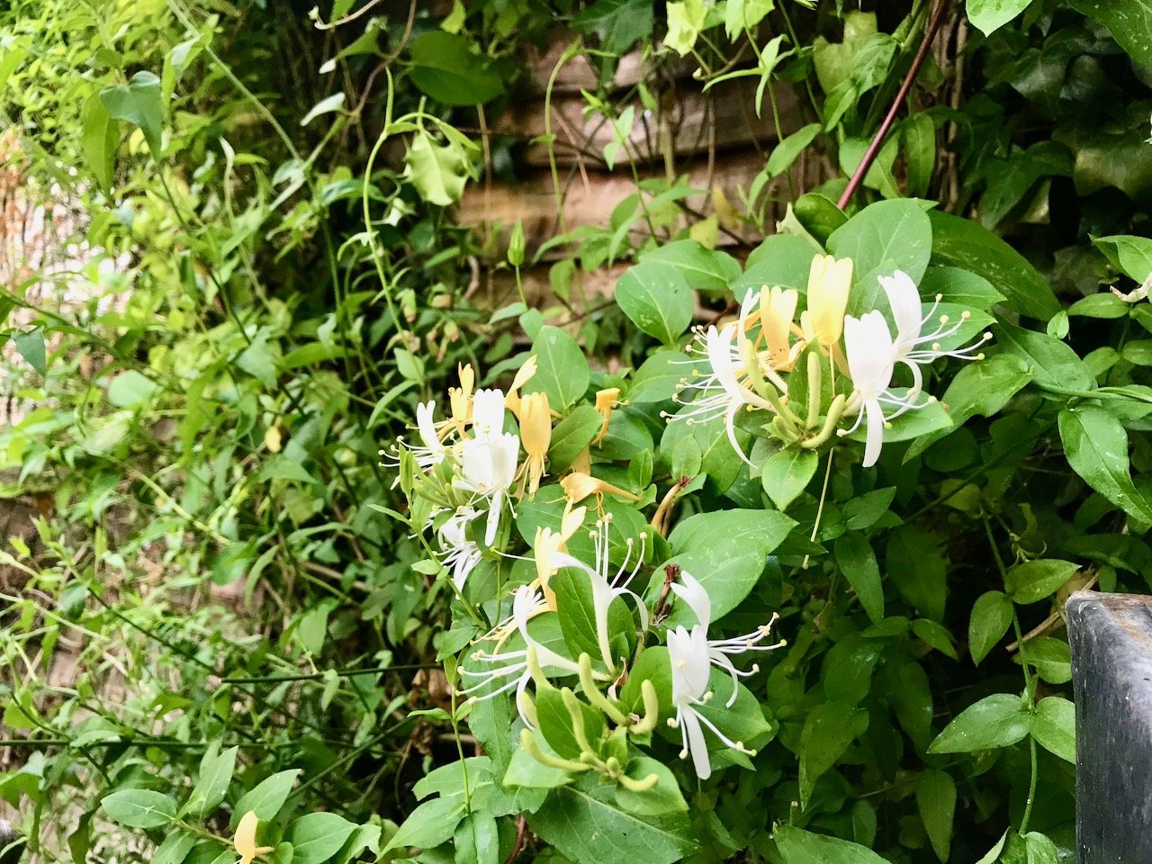The honeysuckle flowers are tumbling across the fence