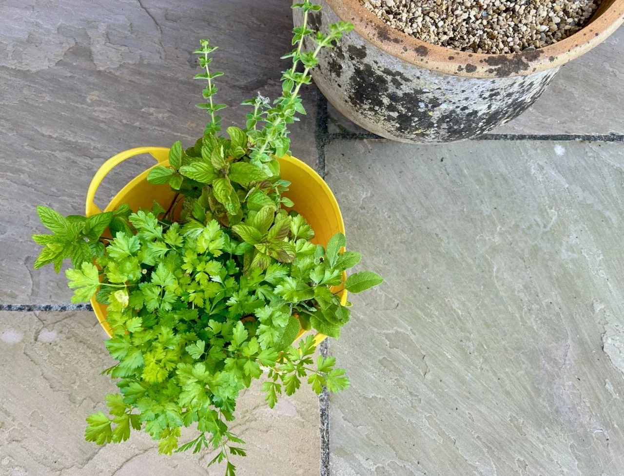 A selection of herbs in a yellow trug soaking in water before planting