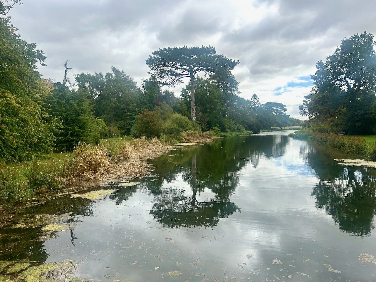 A cedar reflected in the lake at Scampston Hall