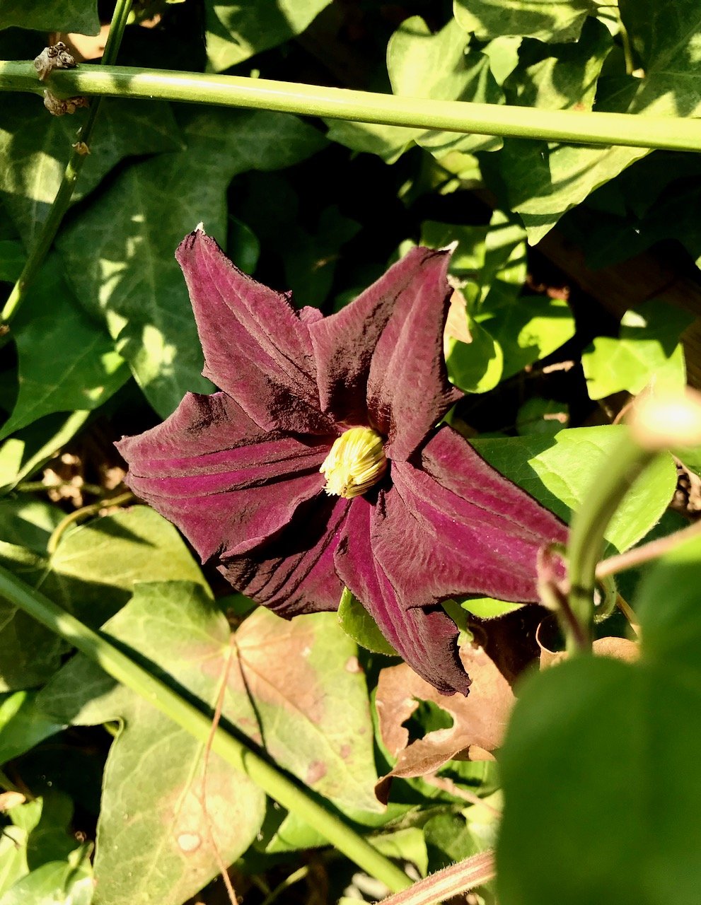 The deep purpley maroon clematis flower with almost velvety petals