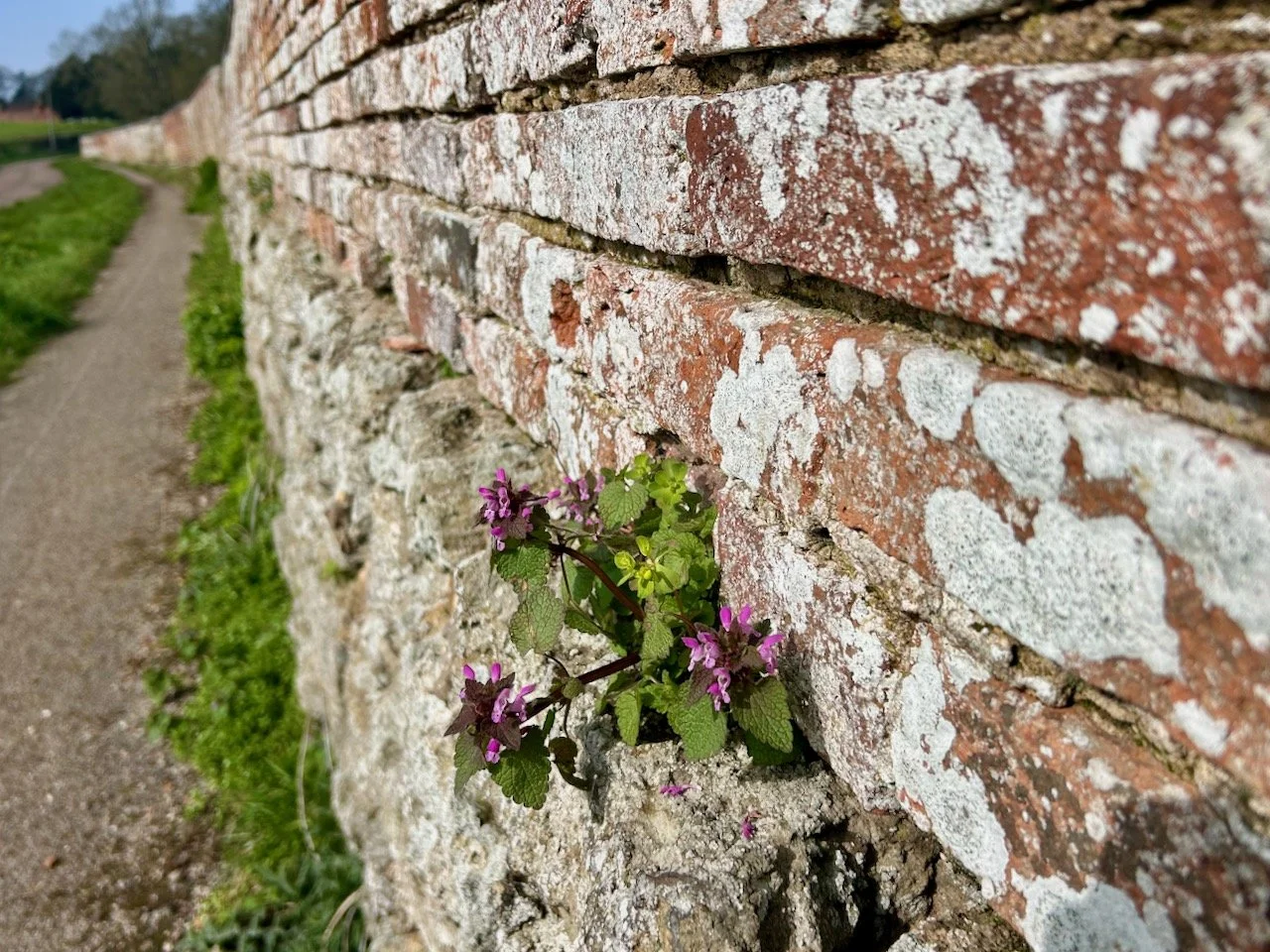 The long and winding brick wall in East Stoke - complete wth flowering nettles growing out of it