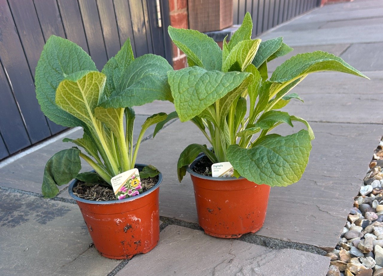 new purchases: two foxgloves