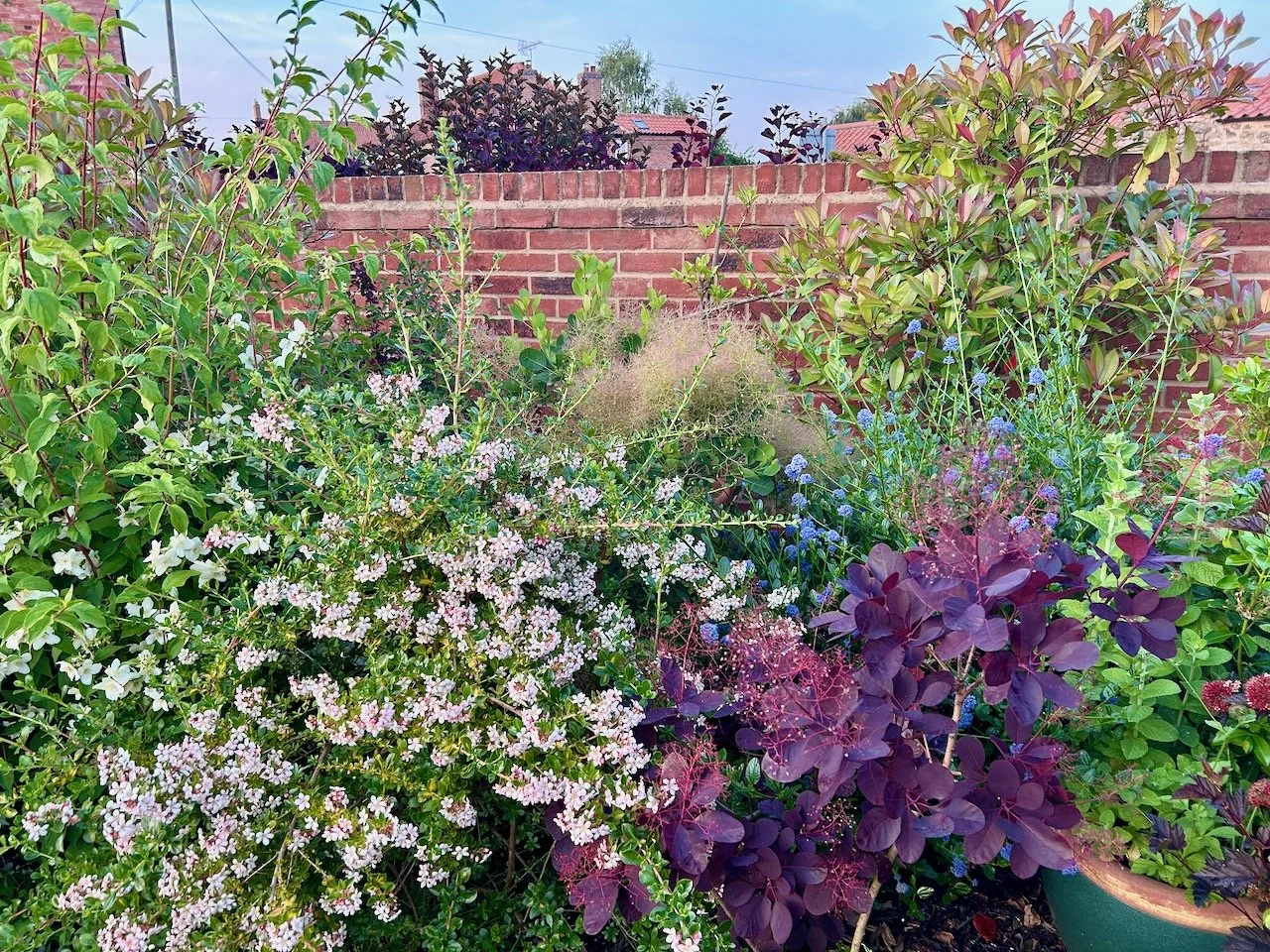 untamed and dense growth in my borders - but naturally so