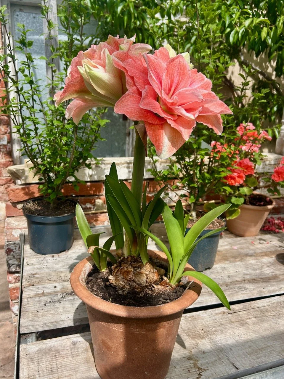 A pale peach amaryllis in the glasshouse
