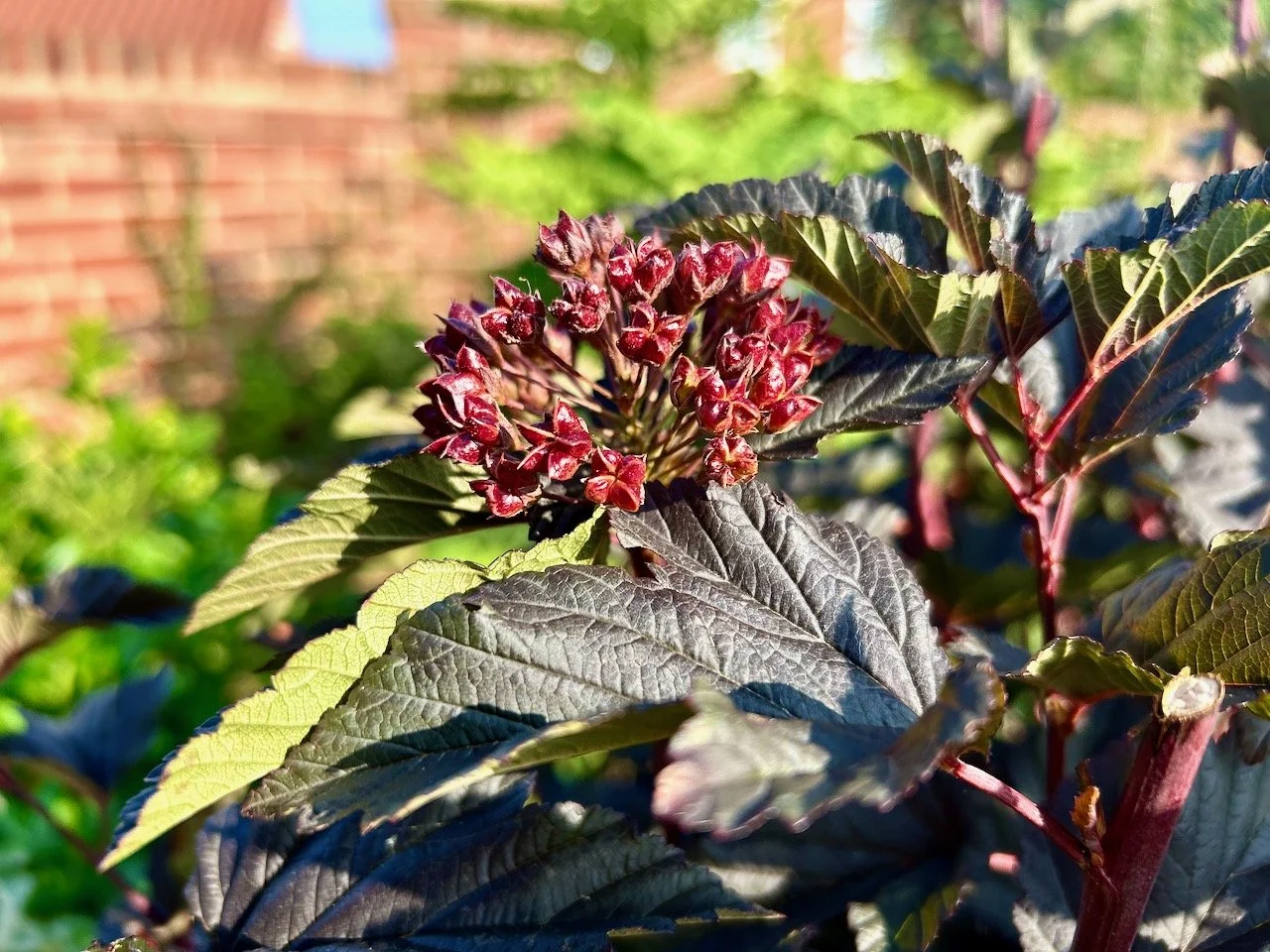the seedhead of the black leafed bush enjoying the sun