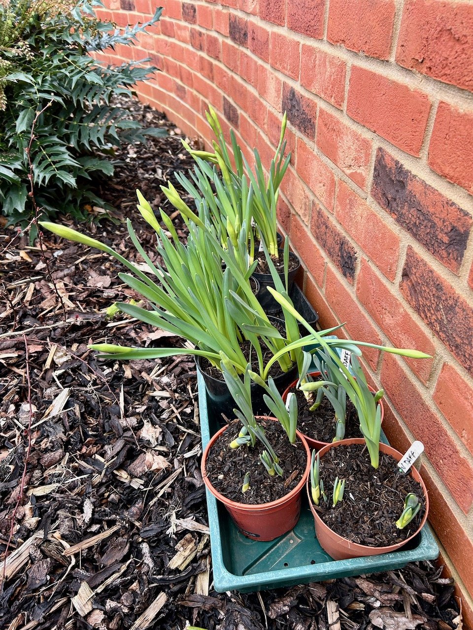 The later flowering daffodils nestled against the wall and waiting to flower.