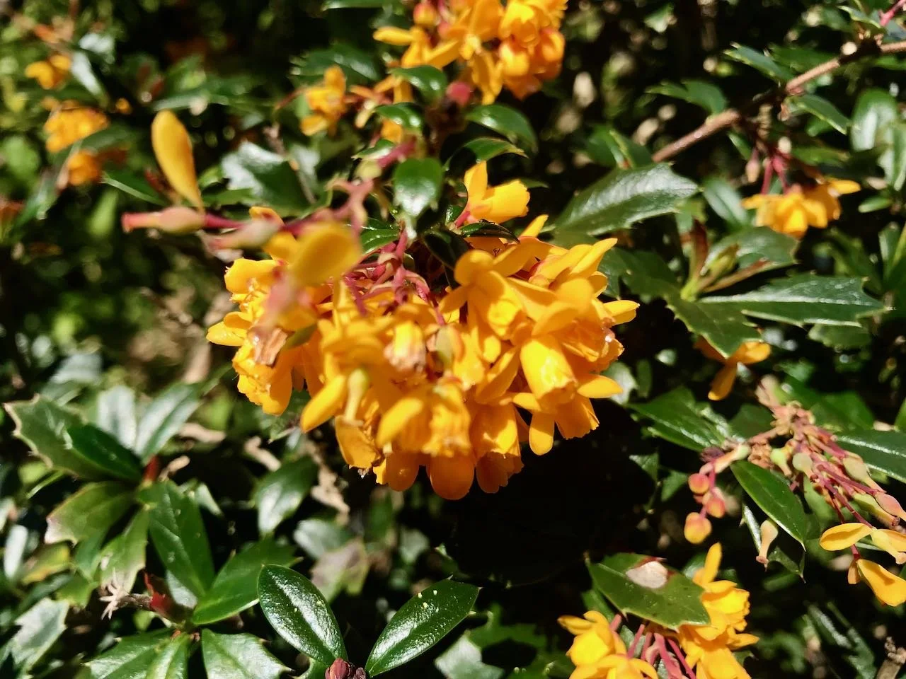 the bright orange flowers of the berberis against it's dark green glossy leaves