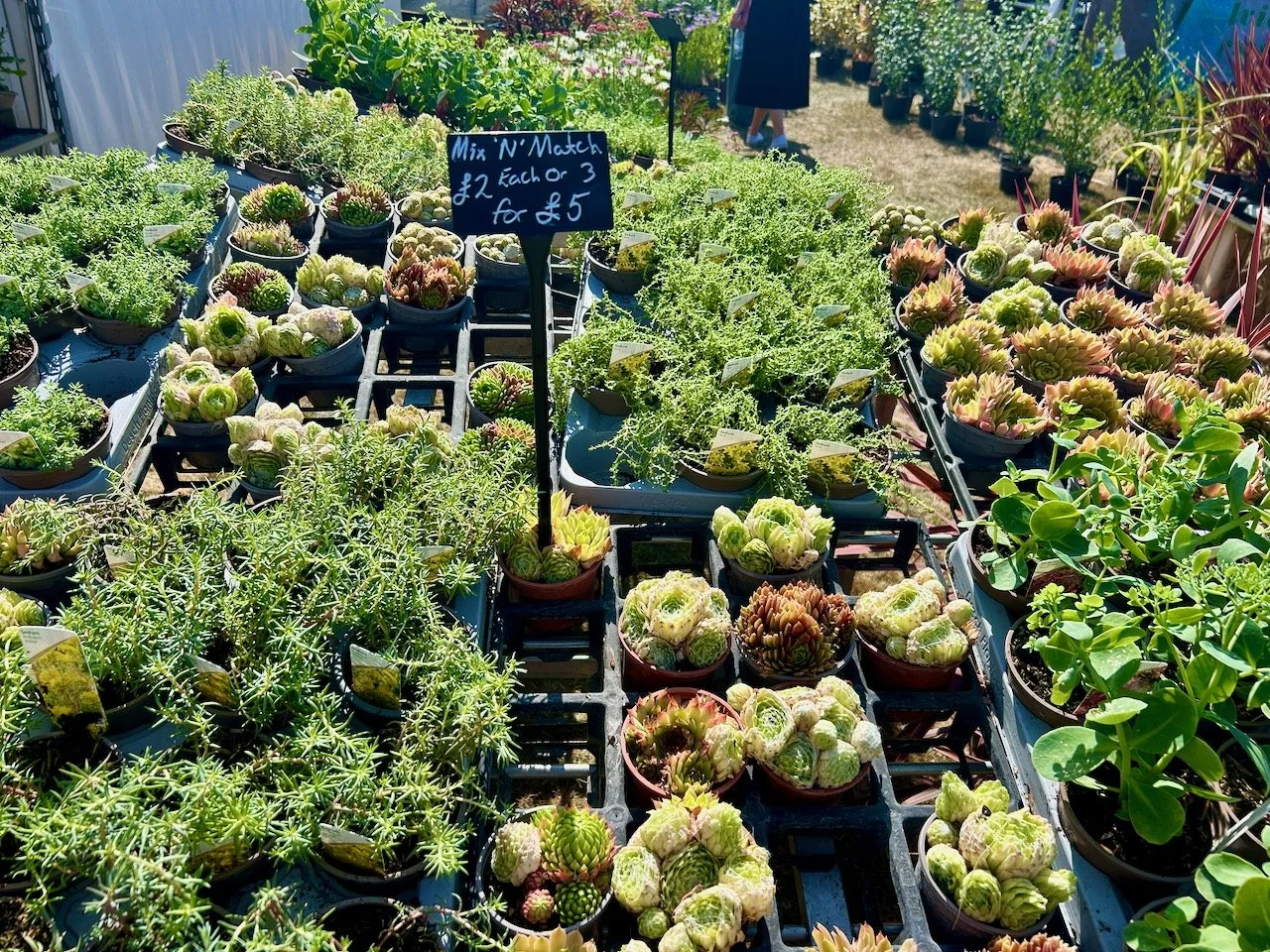 Mix and Match succulents - many varieties